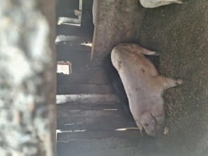 De vanzare,crescuți 100%natural - imagine 4