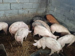 De vânzare gr suni de vârste diferite