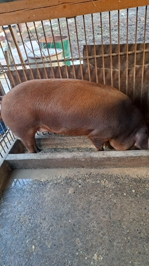 Vând porci grași 
