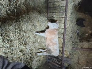 vand vitea baltata  intarcata de 3 luni 