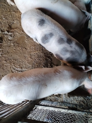 Vind Purcei pietran - imagine 2