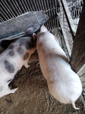 Vind Purcei pietran - imagine 4