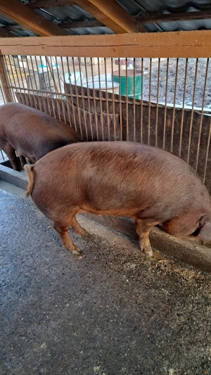 Vând porci grași  - imagine 2