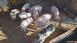 Vand purcei - imagine 2