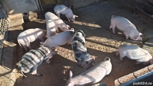 Vand purcei - imagine 3