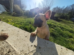 Disponibil pui de bulldog francez,2 masculi si o femelă    - imagine 3