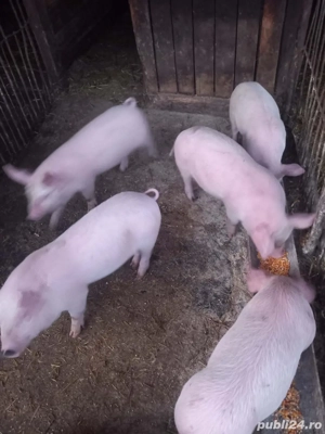 purcei de vanzare  - imagine 4