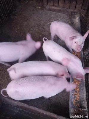 purcei de vanzare  - imagine 3
