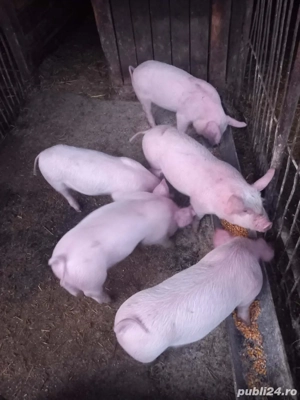 purcei de vanzare  - imagine 2