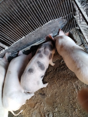 Vind Purcei pietran - imagine 3