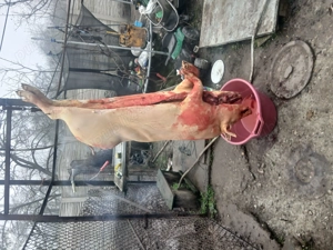 Disponibil carcasa  - imagine 2