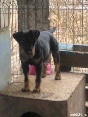 Femela jagd terrier jagdterrier  - imagine 3