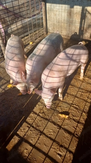 Purcei de vânzare  - imagine 2