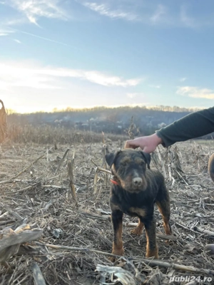 Mascul Jagd terrier jagdterrier - imagine 2