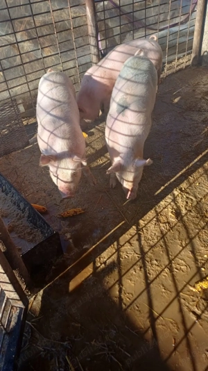 Purcei de vânzare  - imagine 4