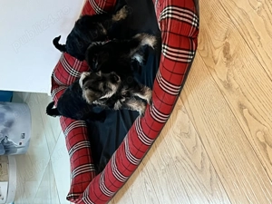 Vand Schnauzer Pitic