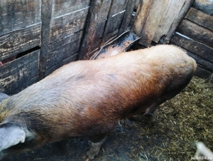 Porci pentru sacrificare  - imagine 4
