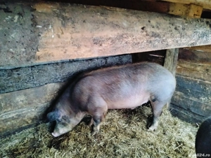 Porci pentru sacrificare  - imagine 2