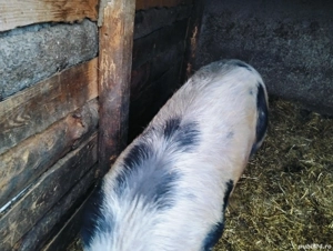 Porci pentru sacrificare  - imagine 3