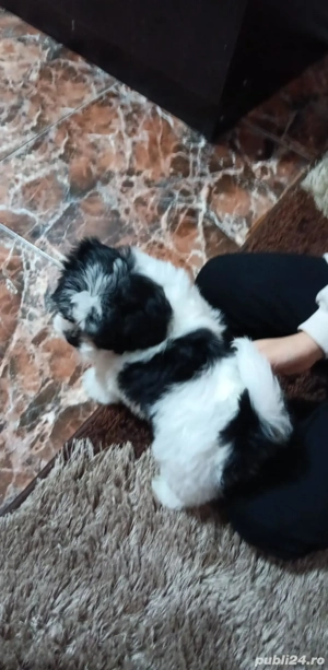 Cățeluș shih tzu,8 săptămani - imagine 2