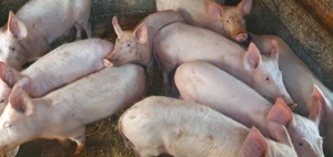 Purcei Marele Alb - imagine 3