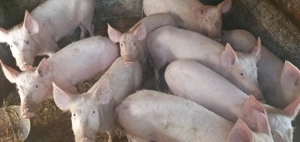 Grăsuni Marele Alb - imagine 4