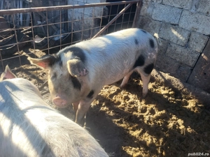 Vand porci  - imagine 2