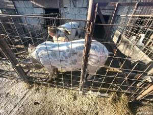 Vand porci  - imagine 4