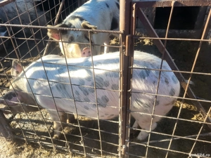 Vand porci  - imagine 3