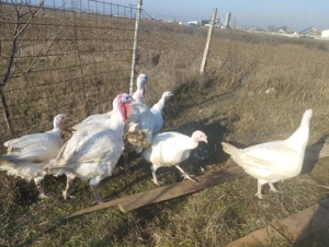 Vând două curci  - imagine 3