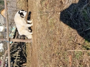 Vând femela ciobănesc de Bucovina bine întreținută  - imagine 3