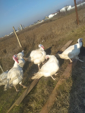 Vând două curci  - imagine 4