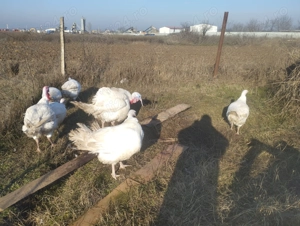 Vând două curci  - imagine 5