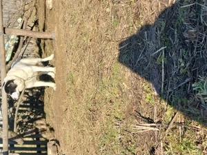 Vând femela ciobănesc de Bucovina bine întreținută  - imagine 2