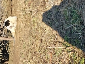 Vând femela ciobănesc de Bucovina bine întreținută  - imagine 4