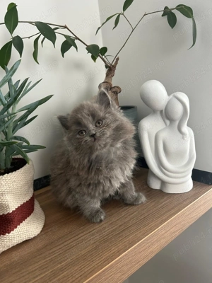 Pui pisica british shorthair femela blue - imagine 3