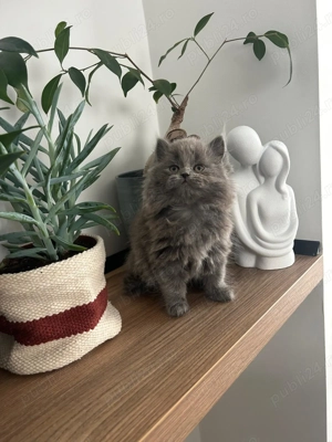 Pui pisica british shorthair femela blue - imagine 2