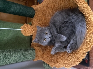 Pui pisica british shorthair femela blue - imagine 7