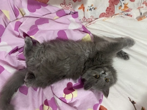 Pui pisica british shorthair femela blue - imagine 6