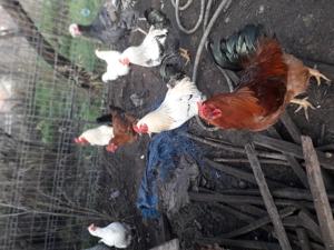 Vand cocosi romanesti