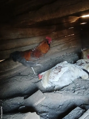 Vând cocoși diferite rase  - imagine 5