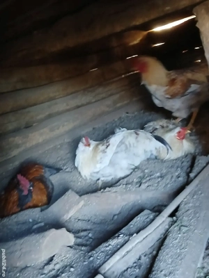 Vând cocoși diferite rase  - imagine 4