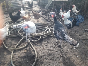 Vand curcani romanesti