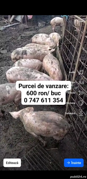 vand porci pentru sacrificat si purcei de crescut - imagine 2