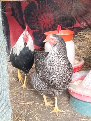 Cocoș leghorn argintiu - imagine 4