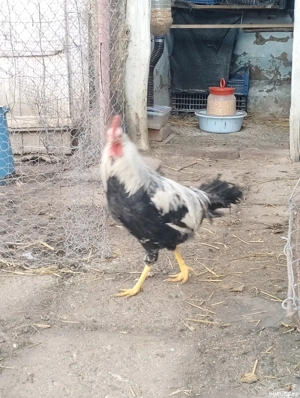 Cocoș leghorn argintiu - imagine 3