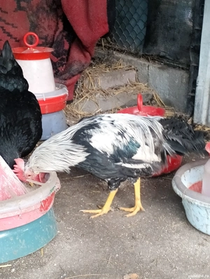 Cocoș leghorn argintiu - imagine 2