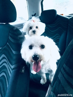 Bichon Maltez Mini Toy  - imagine 4