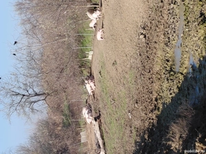 vand porci - imagine 2