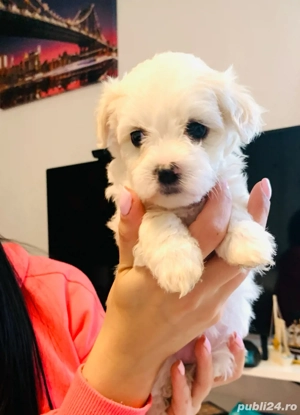 Bichon Maltez Mini Toy  - imagine 5